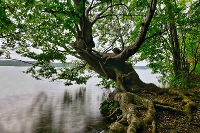 Foto: Werner Pietschmann Alter Baum am Starnberger See