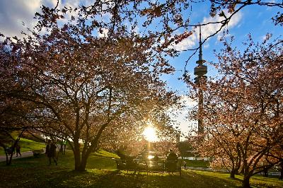 Foto: Werner Pietschmann Kirschblüte im Olympiapark