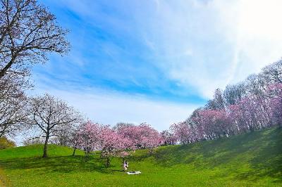 Foto: Werner Pietschmann Kirschblüte im Olympiapark