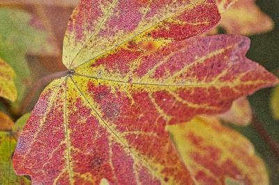 Foto: Werner Pietschmann Rotes verfärbtes Herbstlaub