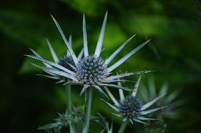 Foto: Werner Pietschmann Alpen-Mannstreu (Eryngium alpinum)