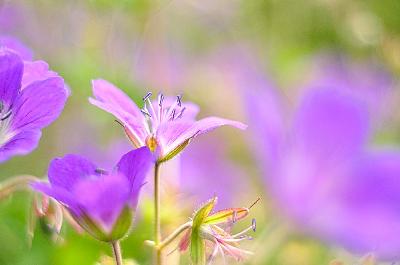 Foto: Werner Pietschmann Wald-Storchschnabel (Geranium sylvaticum)