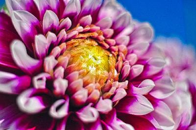 Foto: Werner Pietschmann Dahlie (Dahlia)