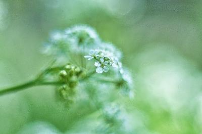 Foto: Werner Pietschmann Wiesen-Kerbel (Anthriscus sylvestris)