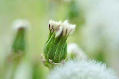 Foto: Werner Pietschmann Gewöhnlicher Löwenzahn (Taraxacum ruderalia)