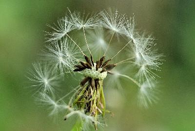 Foto: Werner Pietschmann Gewöhnlicher Löwenzahn (Taraxacum ruderalia)
