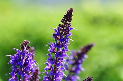 Foto: Werner Pietschmann Echter Salbei (Salvia officinalis)