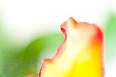Foto: Werner Pietschmann Blütenblatt einer Tulpe