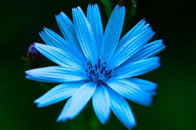 Foto: Werner Pietschmann Gewöhnlichen Wegwarte (Cichorium intybus)