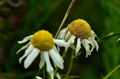 Foto: Werner Pietschmann Margerite (Leucanthemum)
