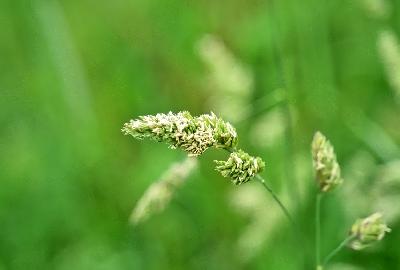Foto: Werner Pietschmann Gewöhnliches Knäuelgras (Dactylis glomerata), auch Wiesen-Knäuelgras oder Knaulgras.