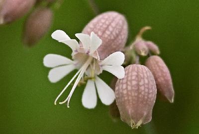 Foto: Werner Pietschmann Taubenkropf-Leimkraut (Silene vulgaris)