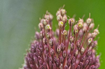 Foto: Werner Pietschmann Kugelköpfiger Lauch (Allium sphaerocephalon)