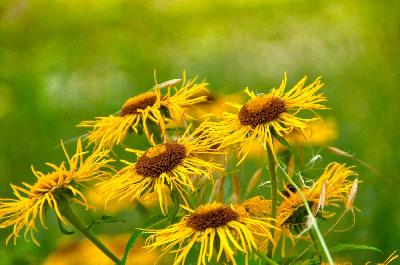 Foto: Werner Pietschmann Echter Alant (Inula helenium)