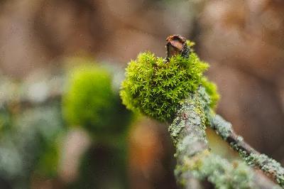 Foto: Werner Pietschmann Das Goldene Frauenhaarmoos (Polytrichum commune) wird auch Gemeines bzw. Gewöhnliches Widertonmoos oder Großes Haarmützenmoos genannt.