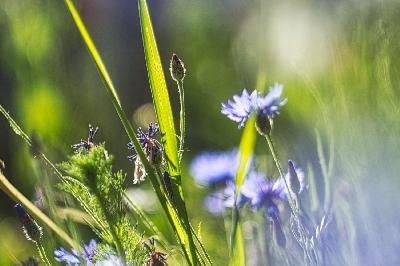 Foto: Werner Pietschmann Kornblume (Centaurea cyanus)