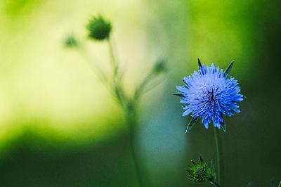 Foto: Werner Pietschmann Acker-Witwenblume (Knautia arvensis)