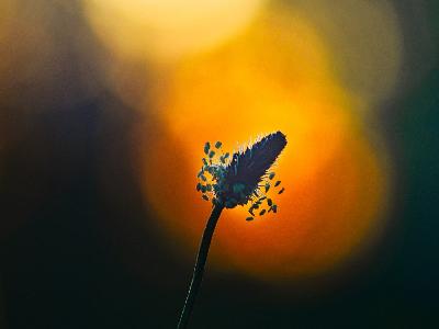 Foto: Werner Pietschmann Spitzwegerich (Plantago lanceolata)