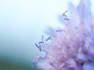 Foto: Werner Pietschmann Blumendetail