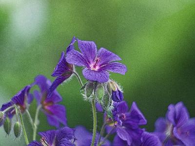 Foto: Werner Pietschmann Storchschnabel (Geranium pratense)