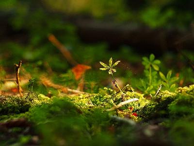 Foto: Werner Pietschmann Waldmeister (Galium odoratum)