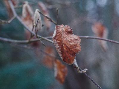 Foto: Werner Pietschmann Verwelktes Laub der Rotbuche (Fagus sylvatica)
