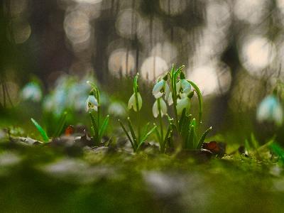 Foto: Werner Pietschmann Schneeglöckchen (Galanthus)