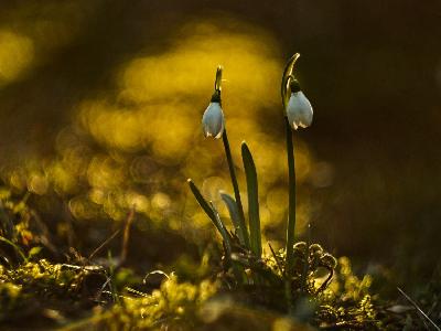 Foto: Werner Pietschmann Schneeglöckchen (Galanthus)