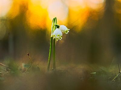 Foto: Werner Pietschmann Märzenbecher (Leucojum vernum)