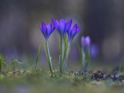Foto: Werner Pietschmann Krokus (Crocus vernus)