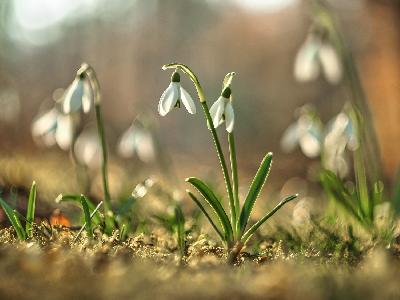 Foto: Werner Pietschmann Schneeglöckchen (Galanthus)