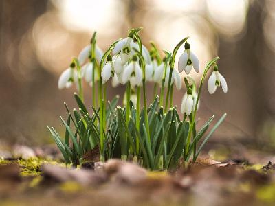 Foto: Werner Pietschmann Schneeglöckchen (Galanthus)