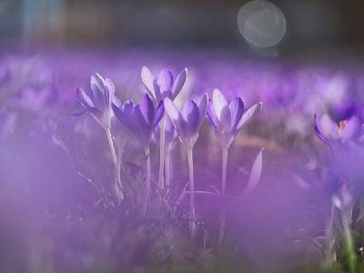 Foto: Werner Pietschmann Krokus (Crocus vernus)