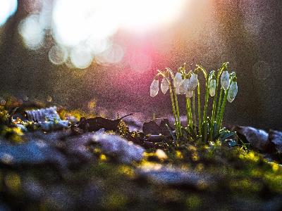 Foto: Werner Pietschmann Schneeglöckchen (Galanthus)