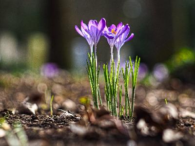 Foto: Werner Pietschmann Krokus (Crocus vernus)