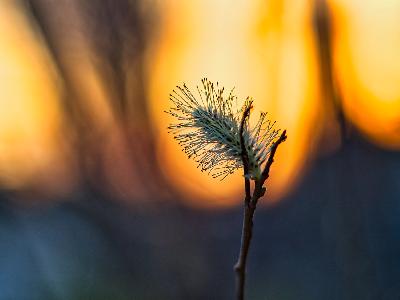 Foto: Werner Pietschmann Blüte der Reifweide (Salix daphnoides)