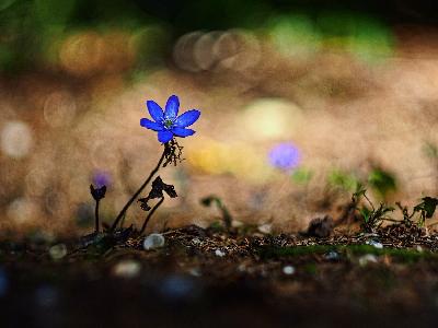 Foto: Werner Pietschmann Gewöhnliches Leberblümchen (Hepatica nobilis)