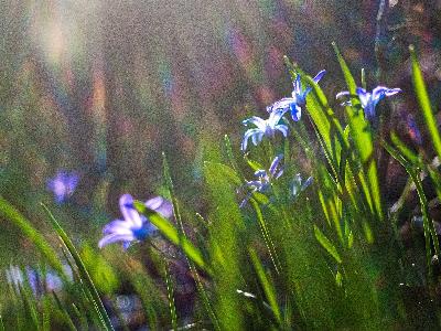 Foto: Werner Pietschmann Zweiblaettriger Blaustern (Scilla bifolia)