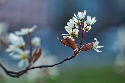 Foto: Werner Pietschmann Die Kupfer-Felsenbirne (Amelanchier lamarckii) wird auch Korinthenbaum genannt.