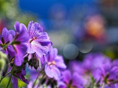 Foto: Werner Pietschmann Storchschnabel (Geranium pratense)