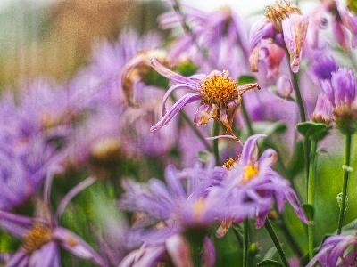 Foto: Werner Pietschmann Berg-Aster (Aster amellus)