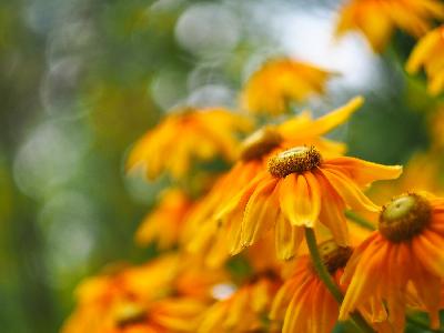 Foto: Werner Pietschmann Die Schwarzäugige Rudbeckie (Rudbeckia hirta) wird auch Rauer Sonnenhut genannt.