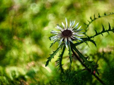 Foto: Werner Pietschmann Silberdistel (Carlina acaulis)