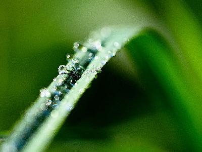 Wassertropfen auf Grashalm