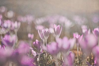 Foto: Werner Pietschmann Krokus (Crocus vernus)