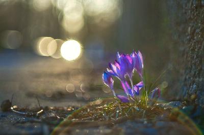Foto: Werner Pietschmann Krokus (Crocus vernus)