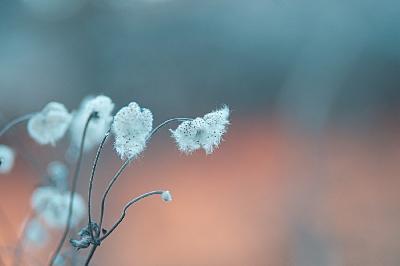 Foto: Werner Pietschmann Herbst-Anemone (Anemone hupehensis)