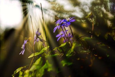 Foto: Werner Pietschmann Leberblümchen (Hepatica nobilis)