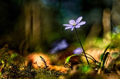 Gemeines Leberblümchen
