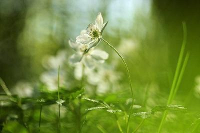 Foto: Werner Pietschmann Buschwindroeschen (Anemonoides nemorosa)